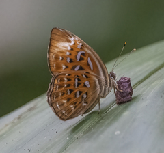 Taxila haquinus haquinus