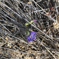 Ipomoea costellata