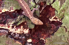 Cnemaspis littoralis