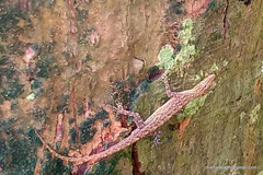 Cnemaspis littoralis