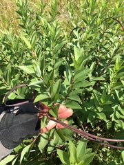 Amsonia tabernaemontana