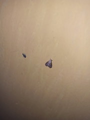 Lepidoptera