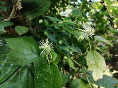 Clematis formosana