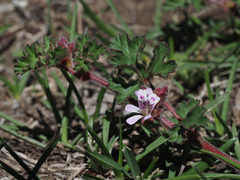 Pelargonium capituliforme