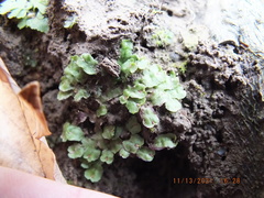 Asterella tenella