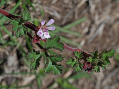 Pelargonium capituliforme