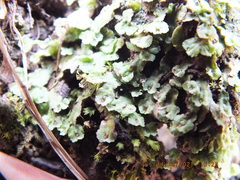 Asterella tenella