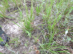 Cyperus pseudovegetus