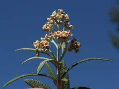 Buddleja loricata