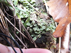 Asterella tenella
