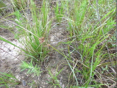 Cyperus pseudovegetus