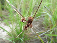 Cyperus pseudovegetus