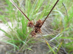 Cyperus pseudovegetus