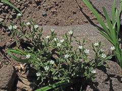 Cerastium arabidis