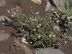 Cerastium arabidis