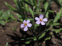 Chaenostoma patrioticum