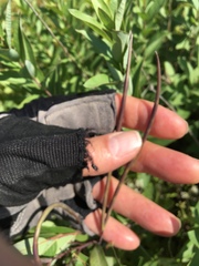 Amsonia tabernaemontana