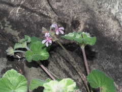Pelargonium hypoleucum