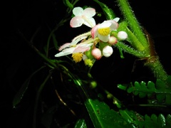 Begonia multangula