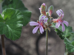 Pelargonium hypoleucum
