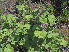 Pelargonium hypoleucum