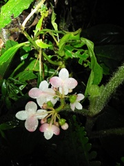Begonia multangula