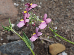 Nemesia caerulea