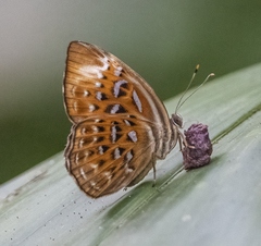 Taxila haquinus haquinus