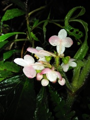 Begonia multangula