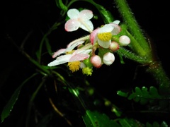 Begonia multangula
