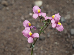 Nemesia caerulea