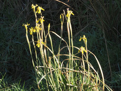 Moraea huttonii