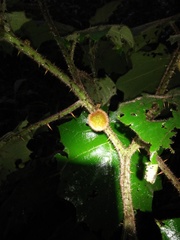 Solanum lasiocarpum