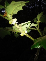 Solanum lasiocarpum