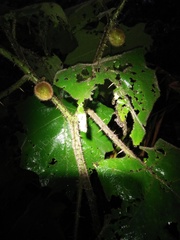 Solanum lasiocarpum