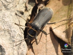 Chauliognathus vestitus