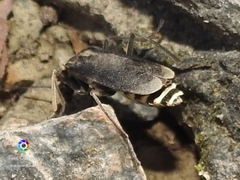 Chauliognathus vestitus
