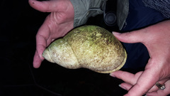 Megalobulimus popelairianus