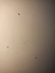 Formicidae