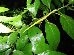 Lopaphus longicollis