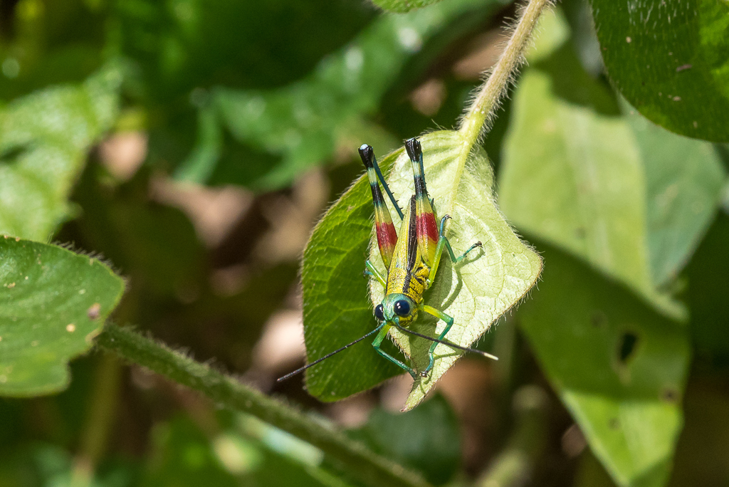 Pseudoutanacris chromobapta