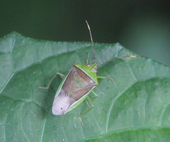 Neojurtina typica