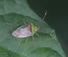 Neojurtina typica
