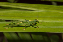 Phoxacris melanosticta
