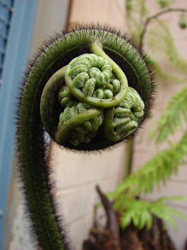Cibotium menziesii
