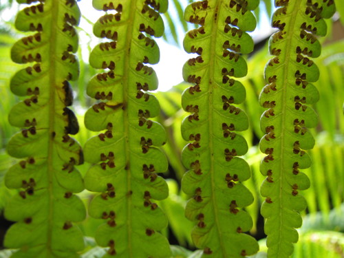 Cibotium menziesii