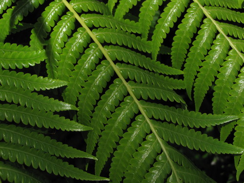 Cibotium menziesii