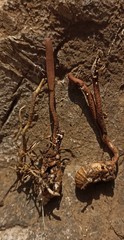 Ophiocordyceps araracuarensis