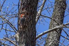Melanerpes carolinus