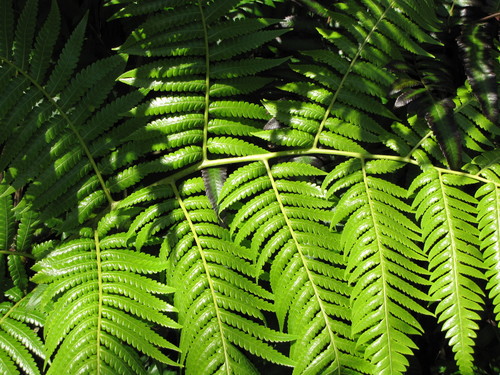 Cibotium menziesii